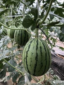 吃瓜网官网免费观看 怀仁最近网红大瓜,揭秘怀仁最新热门大瓜